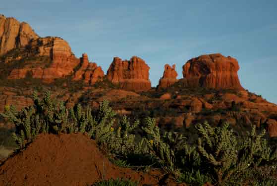 Cactus near the mouth of Red Canyon on the Coconino National Forest, Arizona (west of Sedona).