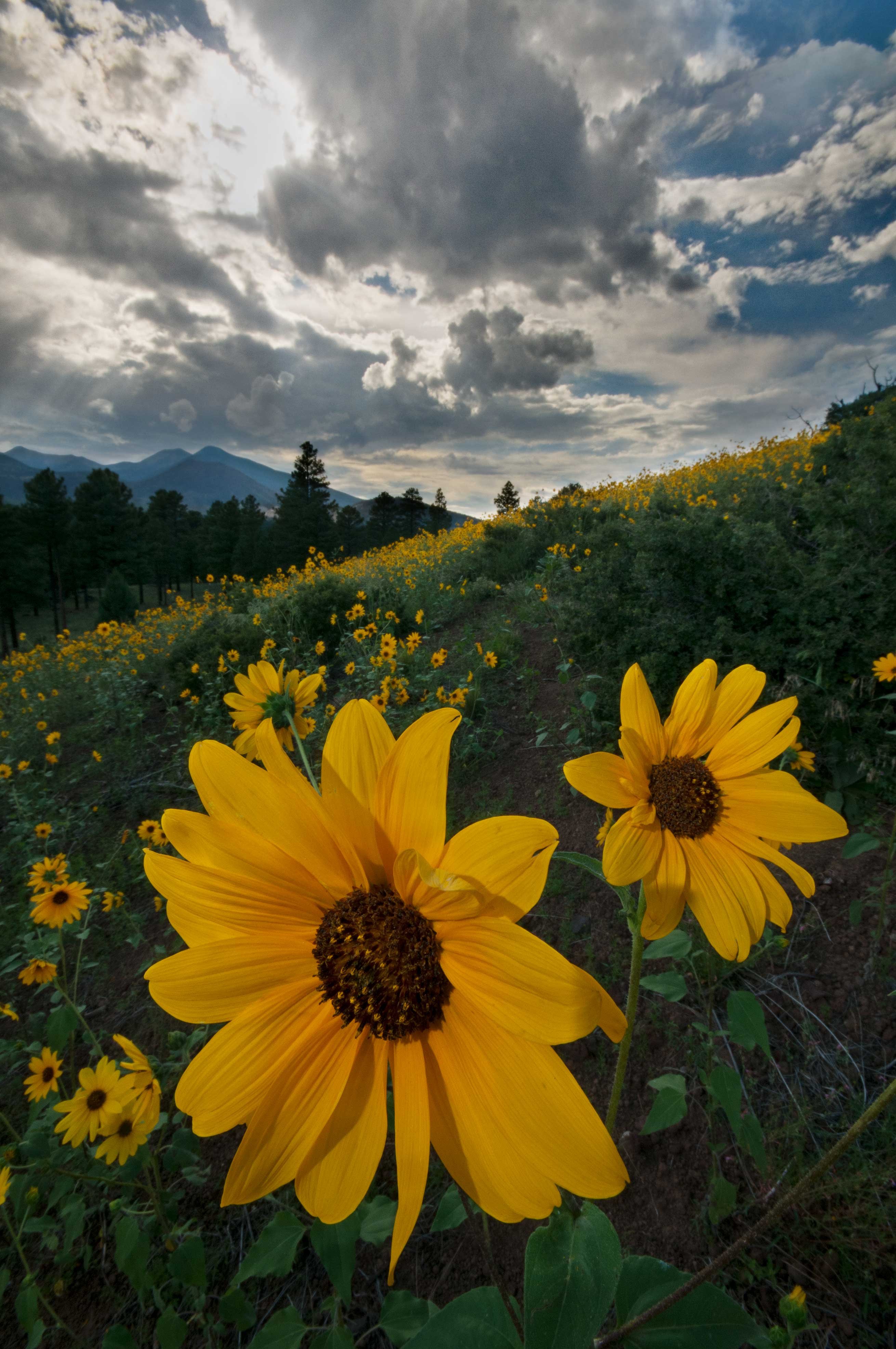 Wild sunflowers on Robinson Mt., Arizona, with the San Francisco Peaks in the distance