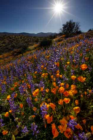 Wildflowers, including Lupins and Mexican Goldpoppies, at Roosevelt Lake, Arizona.