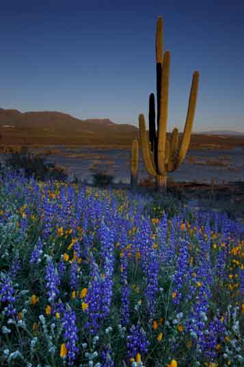 Wildflowers, mainly Lupins, at Roosevelt Lake, Arizona.