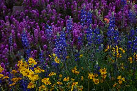 Desert wildflowers, including Lupines, Owl's Clover and Brittlebush, near Lake Roosevelt in southern Arizona