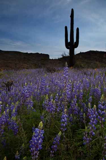 Wildflowers, mainly Lupins (Lupines), in the desert near Lake Roosevelt in southern Arizona