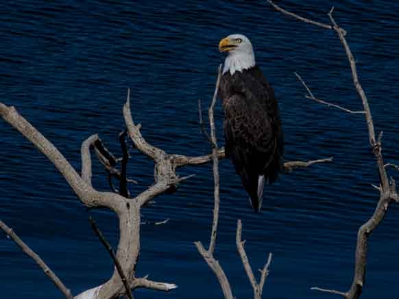 Bald Eagle at Roosevelt Lake, Arizona