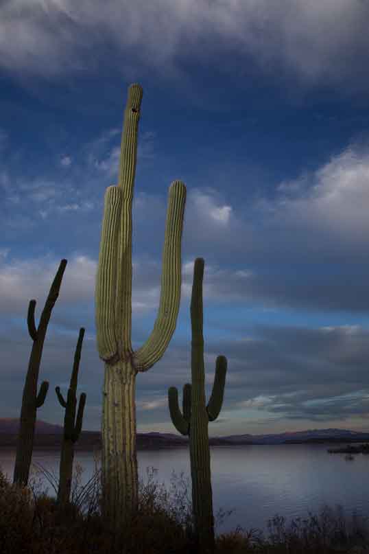 Saguaro cactus in the desert at sunset (actually twilight) at Roosevelt Lake, Arizona