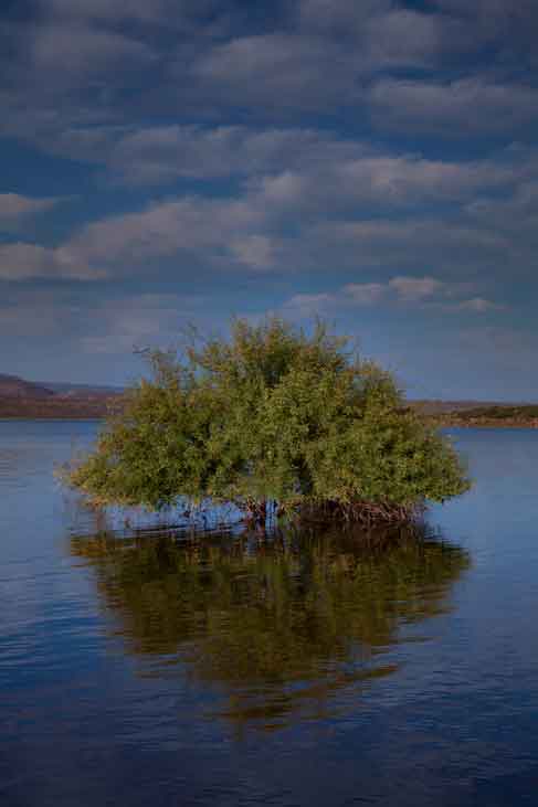 Desert Mesquite tree in Lake Roosevelt, southern Arizona