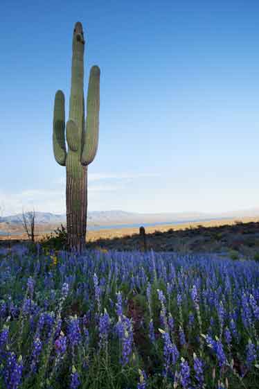 Desert wildflowers (Lupins) and a saguaro near Roosevelt Lake, Arizona