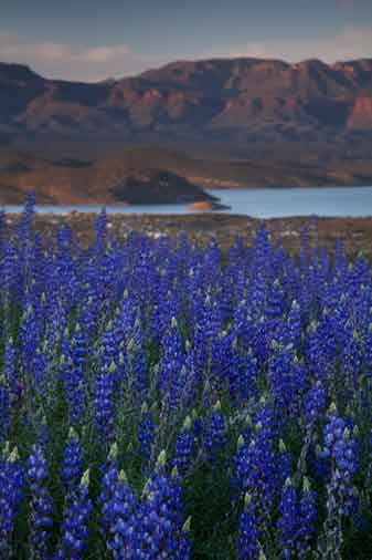 Desert wildflowers (Lupines) near Roosevelt Lake, Arizona