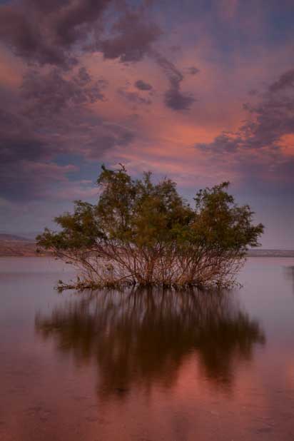 Desert tree in Lake Roosevelt, Arizona at sunset (actually twilight)