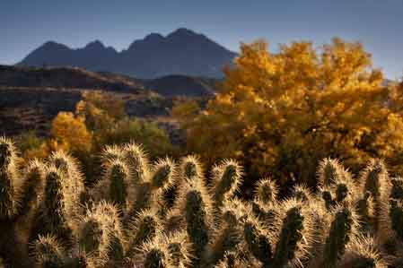 Cholla cactus and blooming Palo Verde trees beneath Four Peaks, as seen from Roosevelt Lake, Arizona