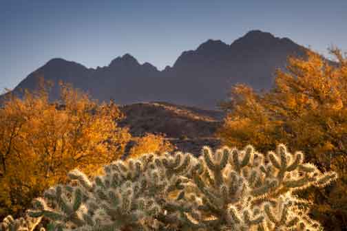 Blooming Palo Verde trees and cholla cactus beneath Four Peaks in the Mazatzal Mts. of Arizona