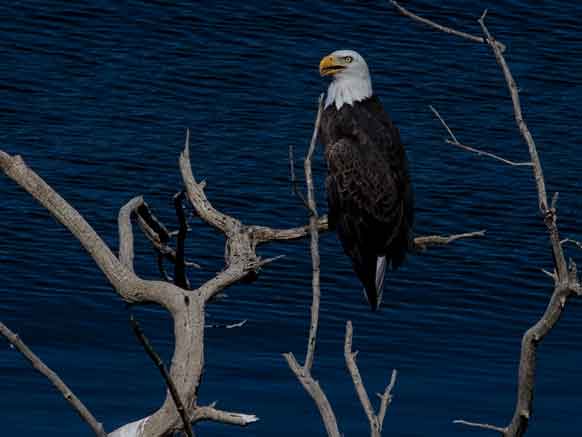 Bald Eagle at Roosevelt Lake in the Arizona desert