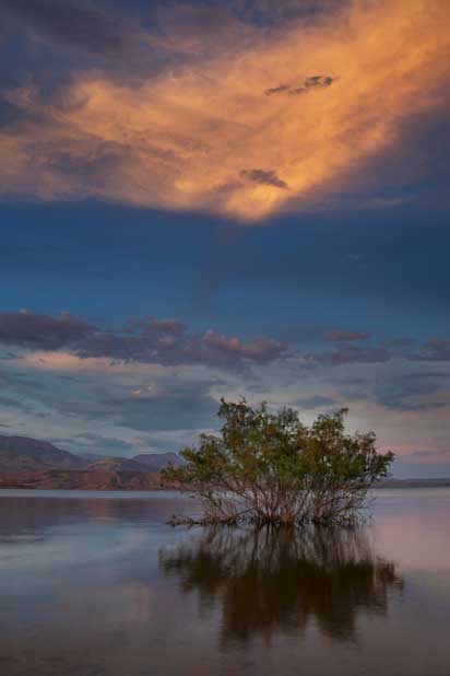 Desert tree in Lake Roosevelt, Arizona at sunset