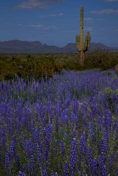 Lupins in the Sacaton Mts. of southern Arizona.
