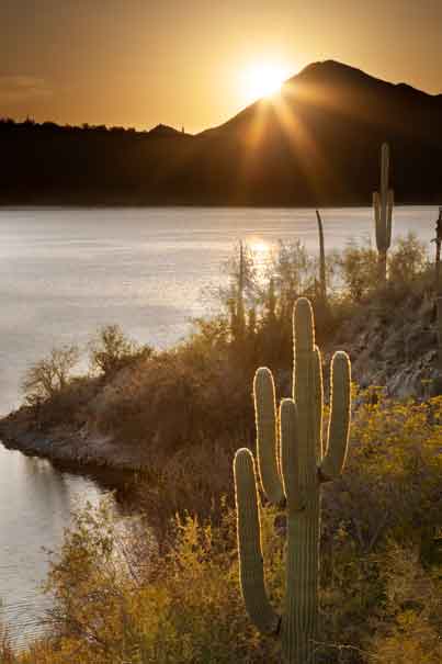 Saguaro cactus at sunset at Saguaro Lake in the Arizona desert