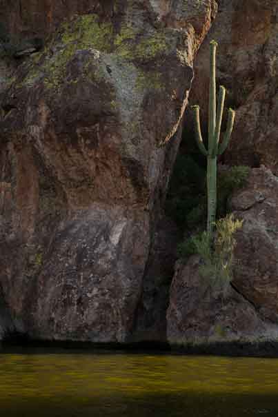 Saguaro Cactus at the edge of Saguaro Lake in the Arizona desert