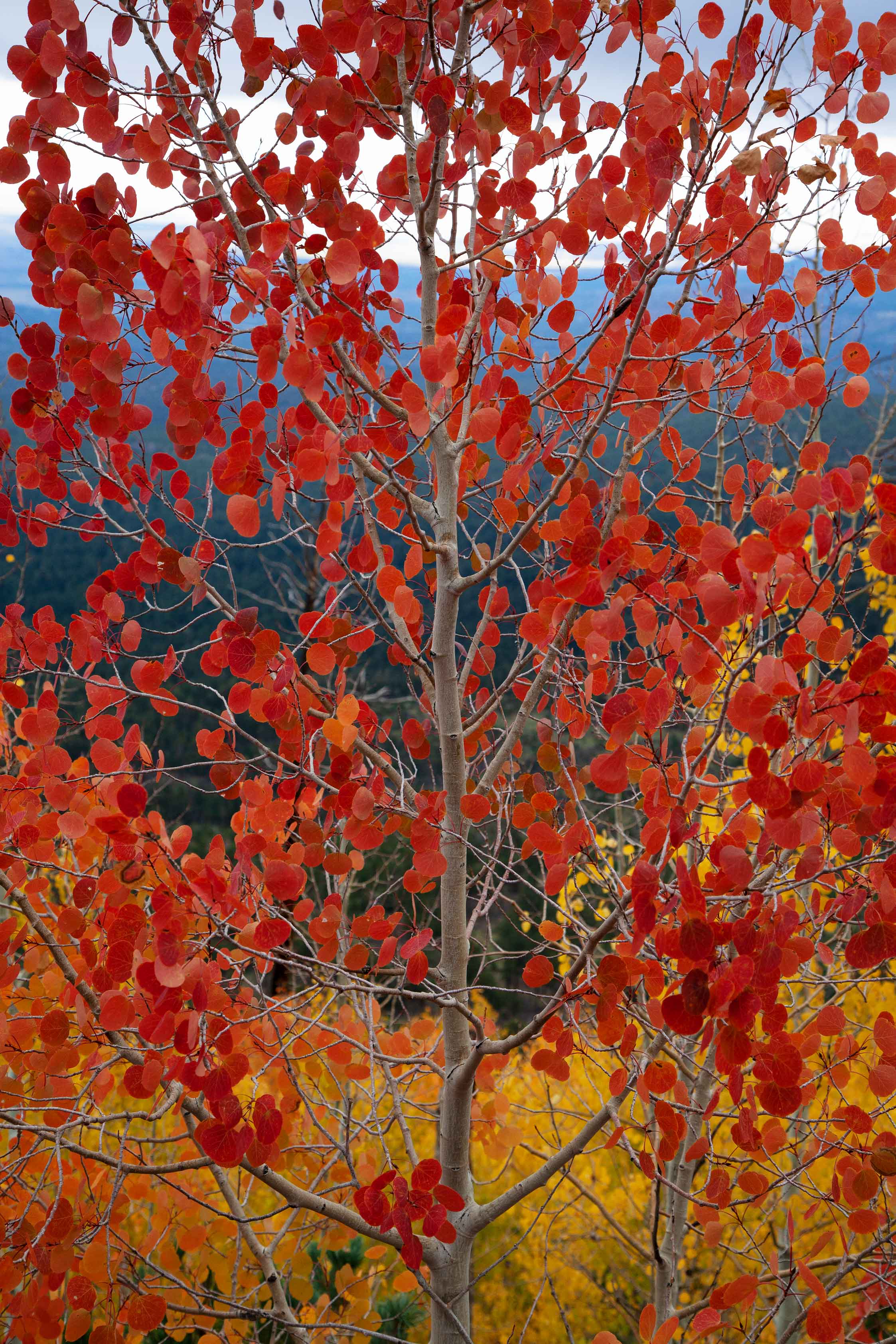 Red aspen tree in the fall in the San Francisco Peaks of northern Arizona
