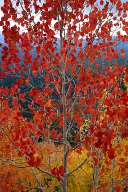 Red aspen tree in the San Francisco Peaks, northern Arizona