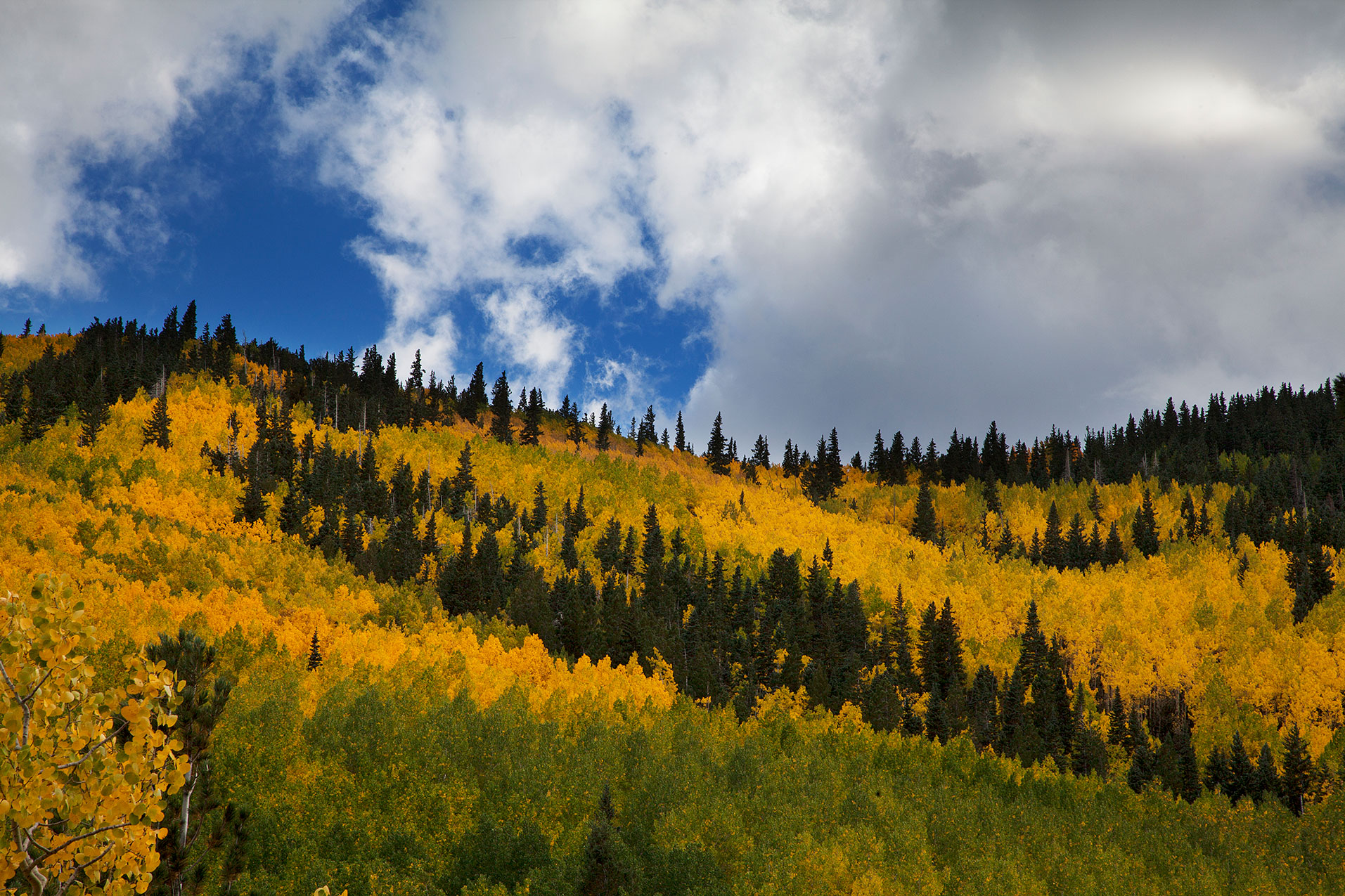 Fall colors in Lockett Meadow in the San Francisco Peaks of northern Arizona