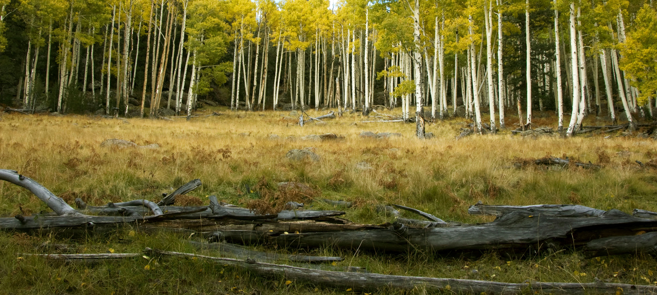 Aspen trees with fall color in the Kachina Peaks Wilderness of the San Francisco Peaks, northern Arizona
