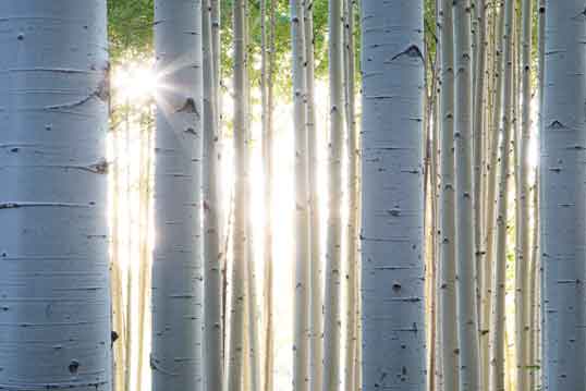 Summer aspens in the late afternoon in the San Francisco Peaks, northern Arizona.