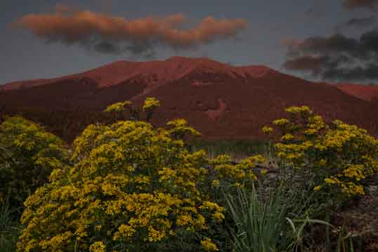 Twilight on the lower-west slope (greater Hart Prairie area) of the the San Francisco Peaks, norther Arizona.