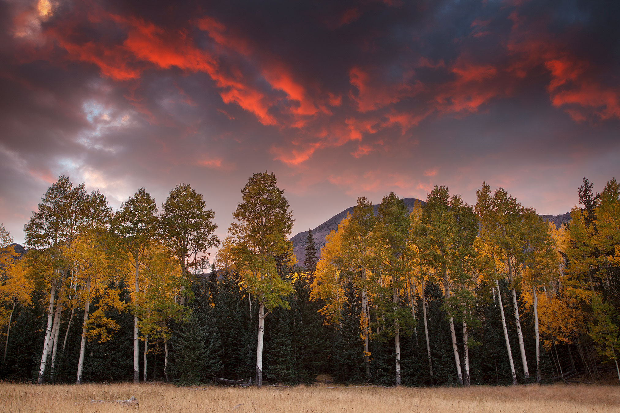 Aspen trees with fall colors at sunset at the Inner Basin of the San Francisco Peaks in northern Arizona