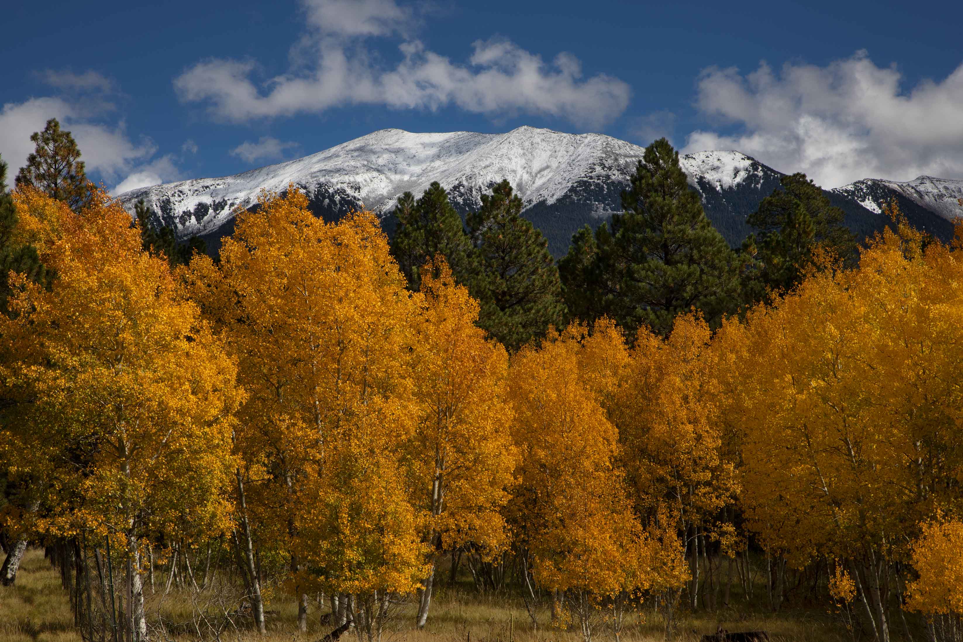 Aspen and Ponderosa pine trees in autumn in Hart Prairie on the lower slopes of the San Francisco Peaks, northern Arizona