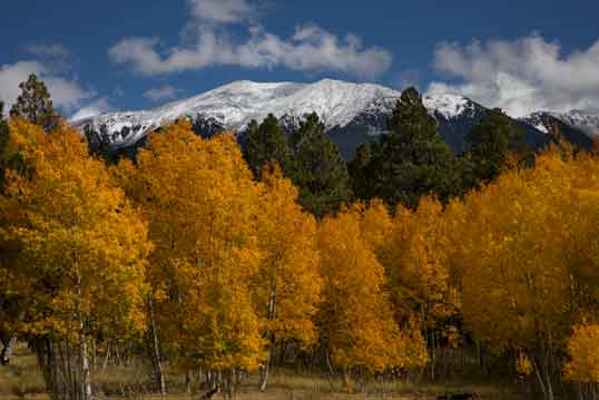 Aspens and Ponderosa pine trees in autumn in the San Francisco Peaks of northern Arizona