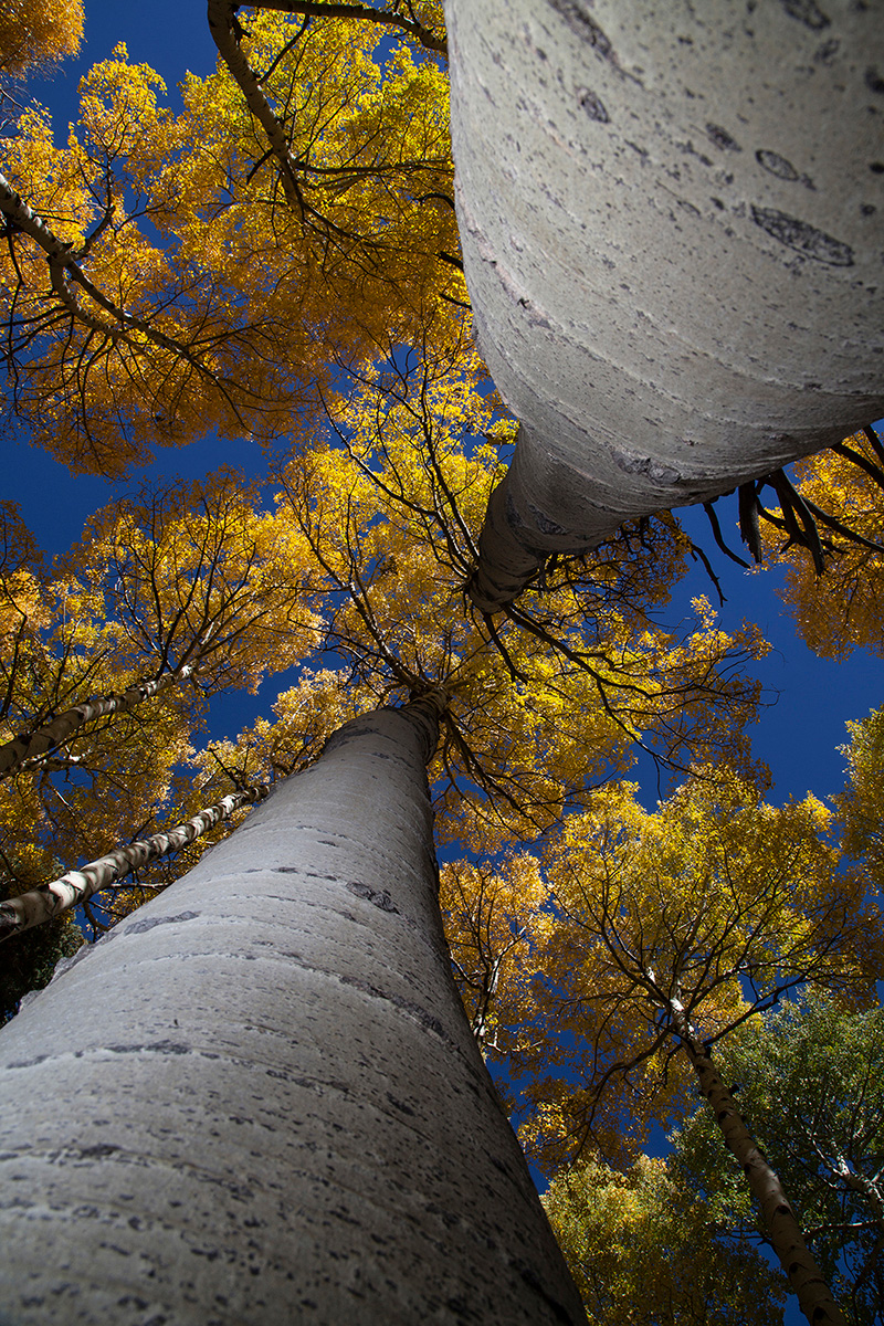 Aspen trees with fall colors in the Kachina Peaks Wilderness in the San Francisco Peaks of northern Arizona