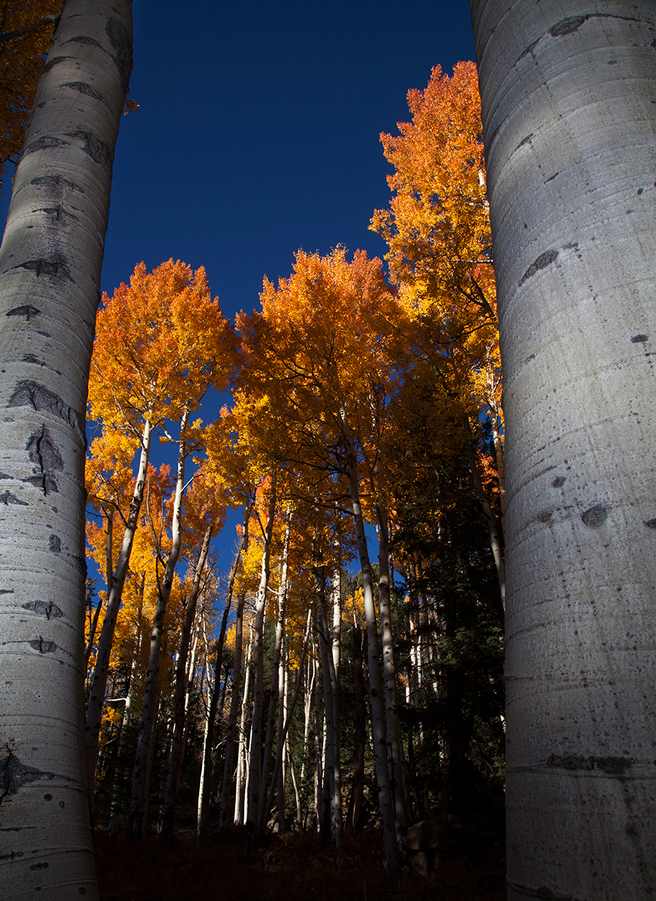 Aspen trees with fall colors in the Kachina Peaks Wilderness, San Francisco Peaks, Arizona