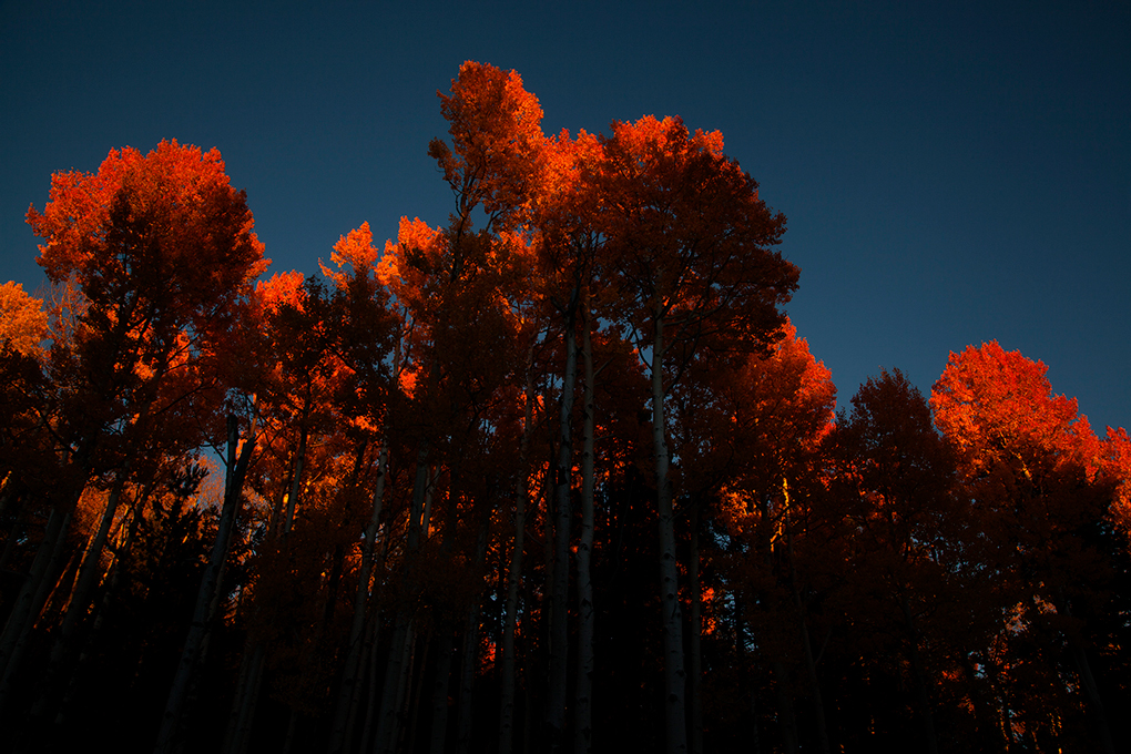 Fall colors in the Kachina Wilderness in the San Francisco Peaks of northern Arizona