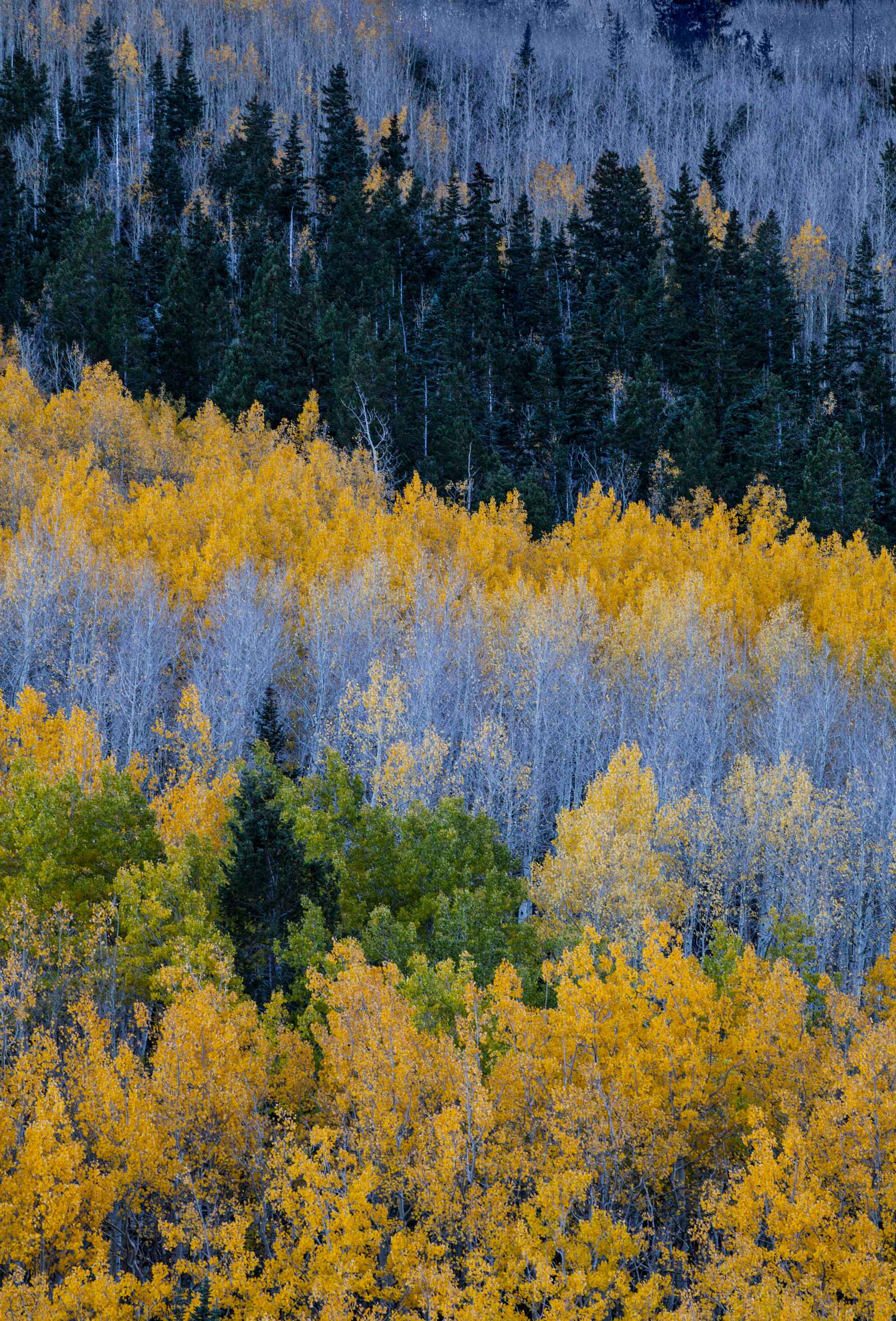 Aspen trees with fall colors at Lockett Meadow in the San Francisco Peaks of northern Arizona