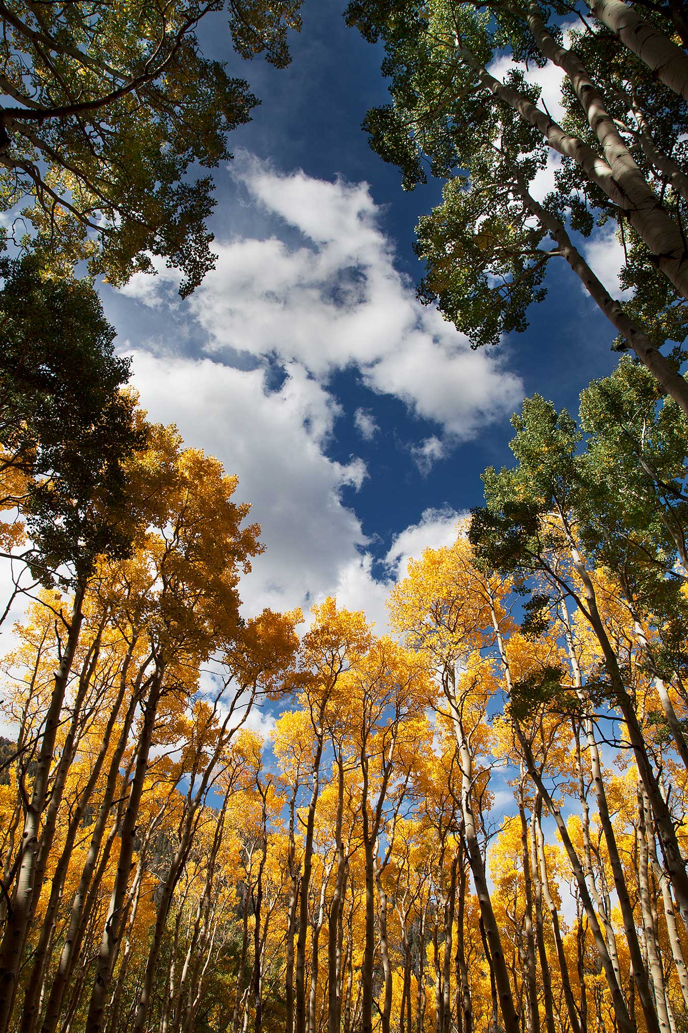Aspens and other trees with fall colors in Lockett Meadow in the San Francisco Peaks of northern Arizona