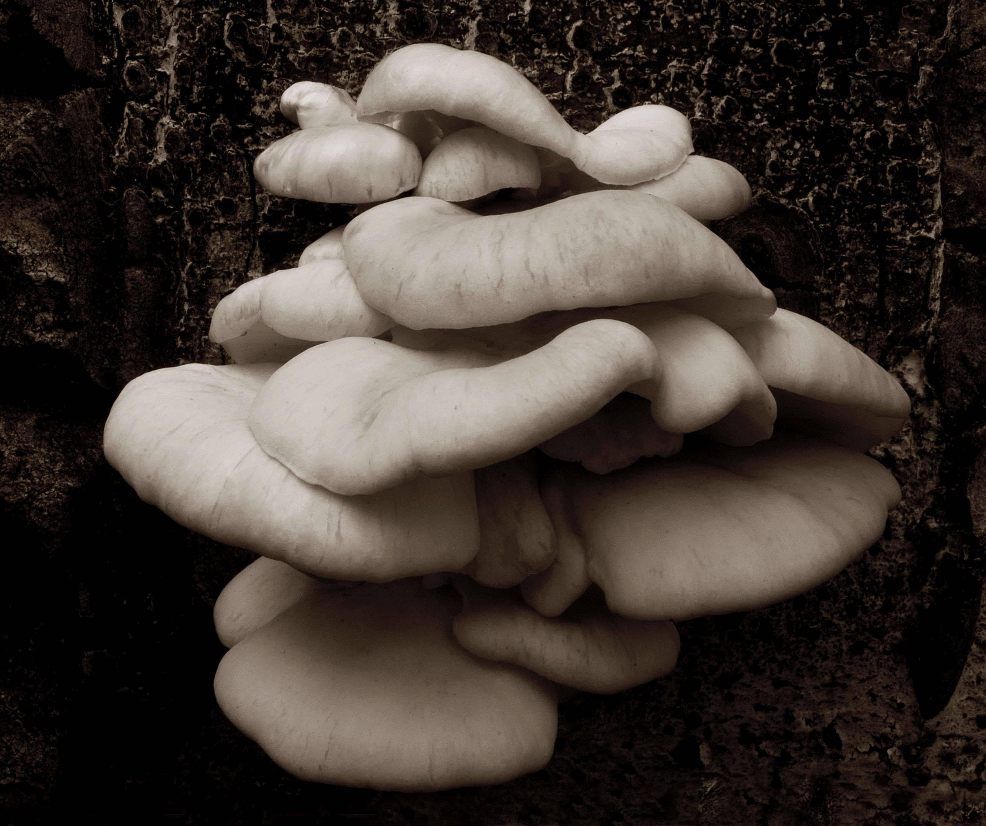 Wild mushroom-type fungus in the San Francisco Peaks, northern Arizona