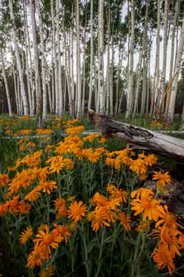 Wildflowers and aspen trees at Hart Prairie in the San Francisco Peaks of northern Arizona.