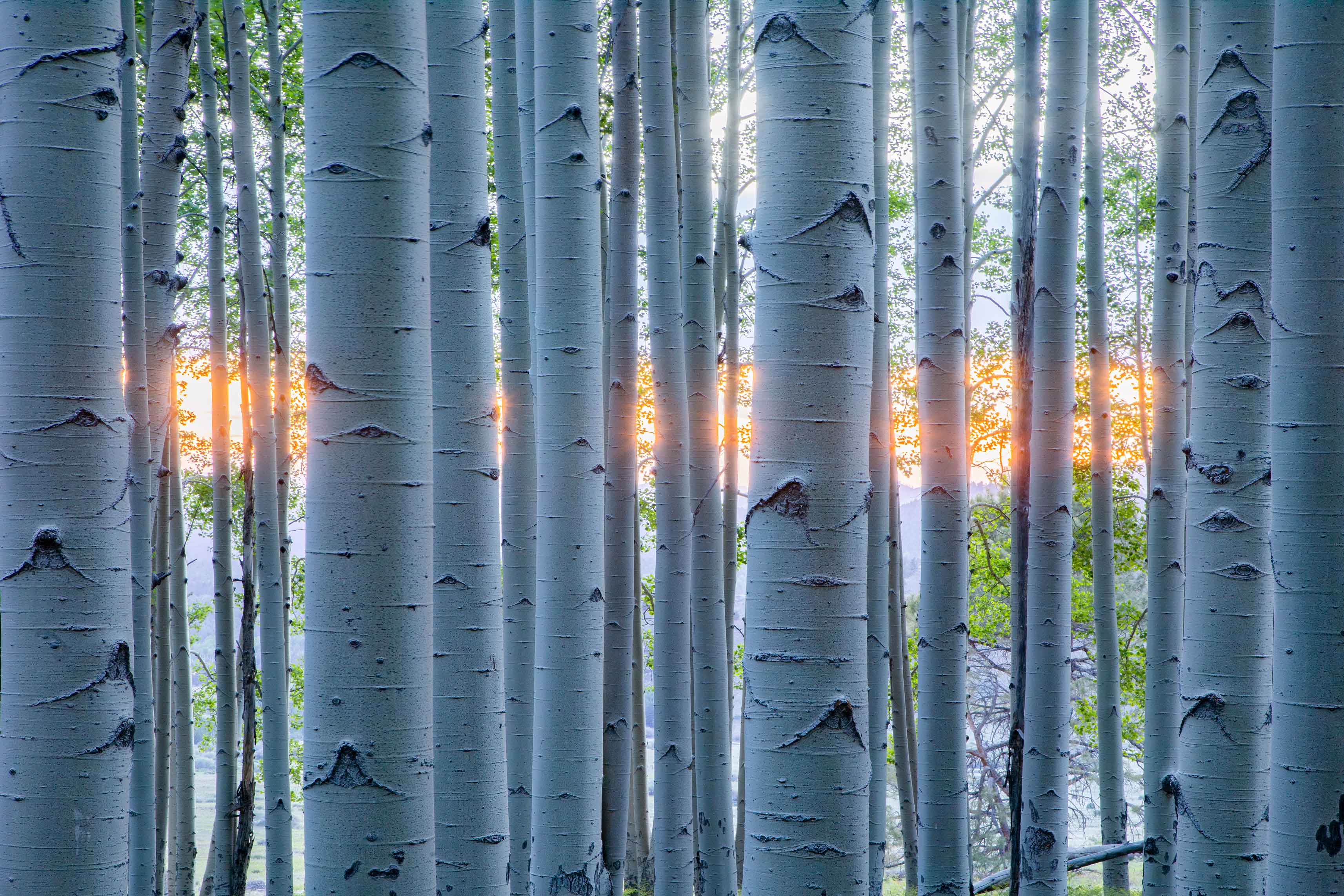 Aspens in the San Francisco Peaks, Arizona. In the background is a strip of clear sky between the horizon and clouds during the final minutes of sunset.