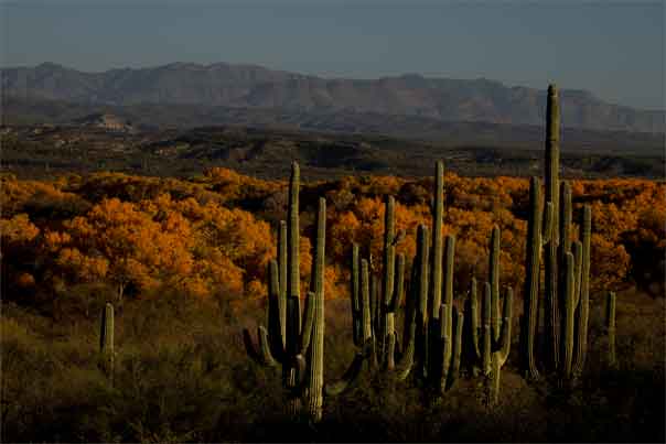 Saguaro cactus and trees in autumn along the San Pedro River in southern Arizona
