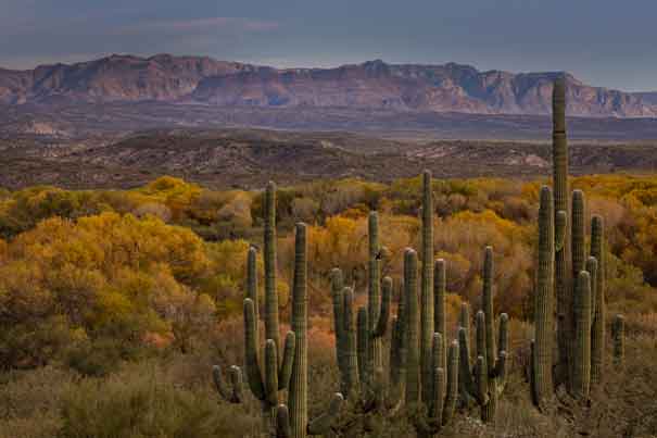 Saguaro cactus and trees in autumn along the San Pedro River in southern Arizona