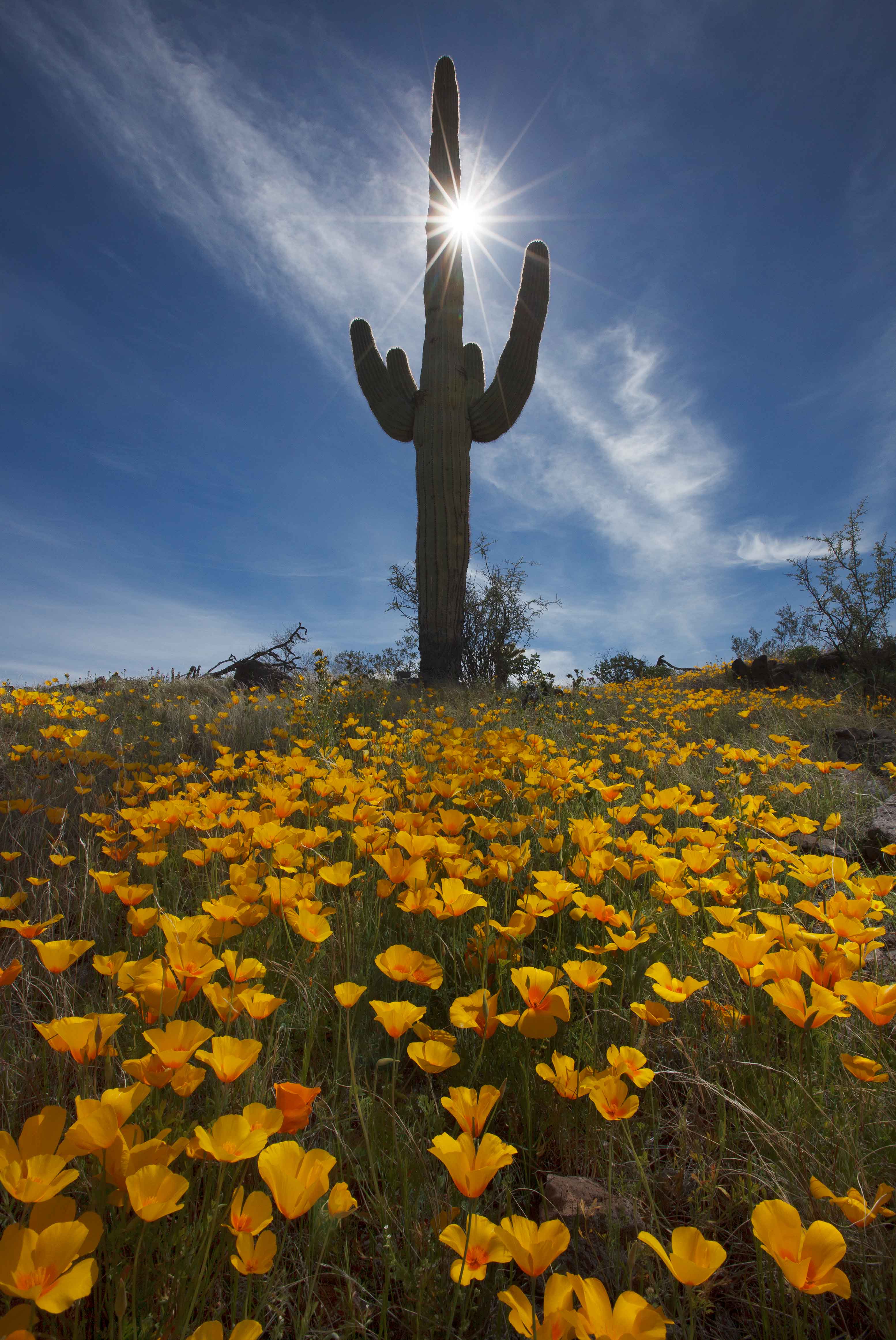 Mexican Goldpoppies and a saguaro in the spring in the Sand Tank Mts., Arizona.