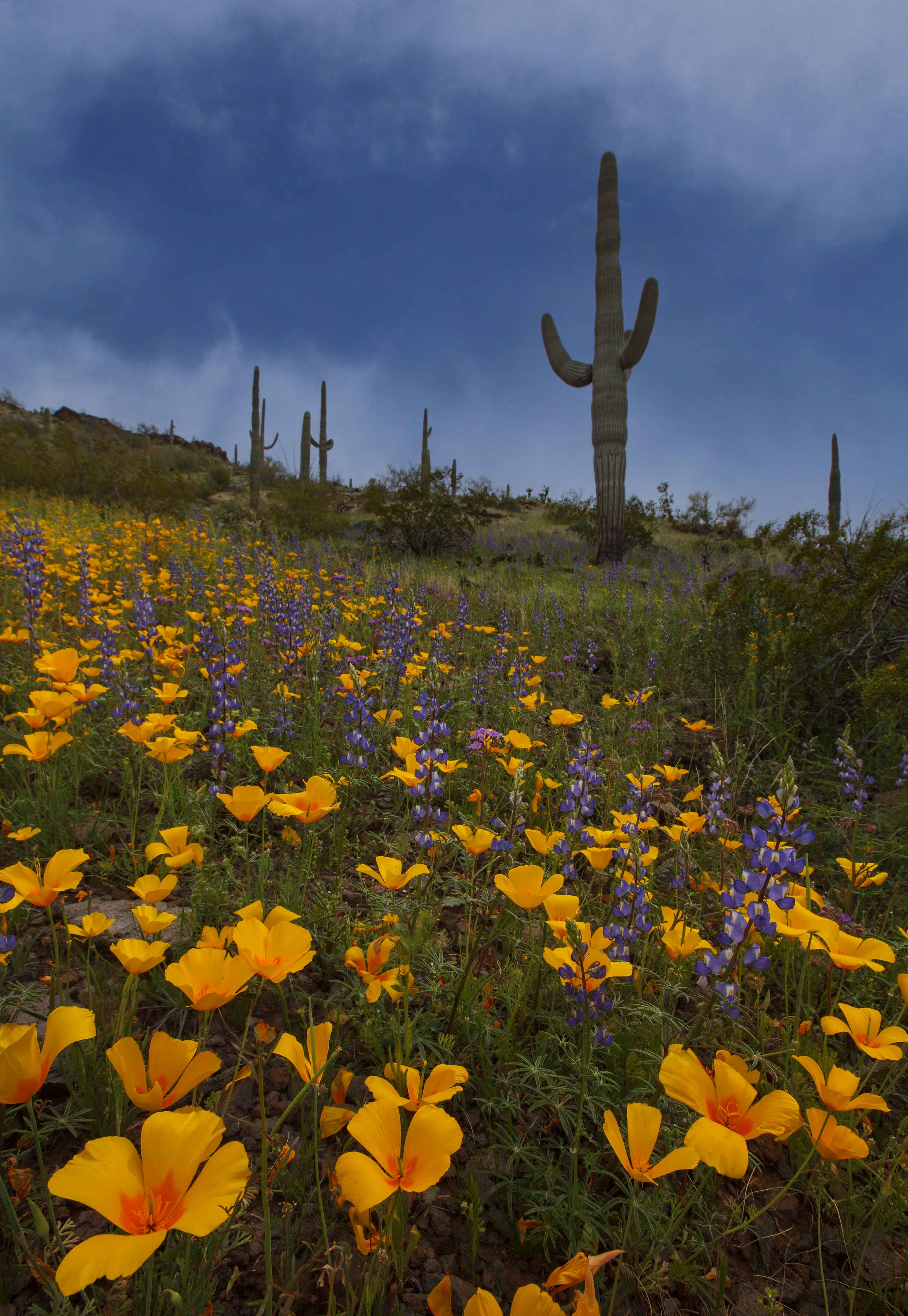 Lupins, Mexican Goldpoppies and saguaros in the Sand Tank Mts., Arizona.
