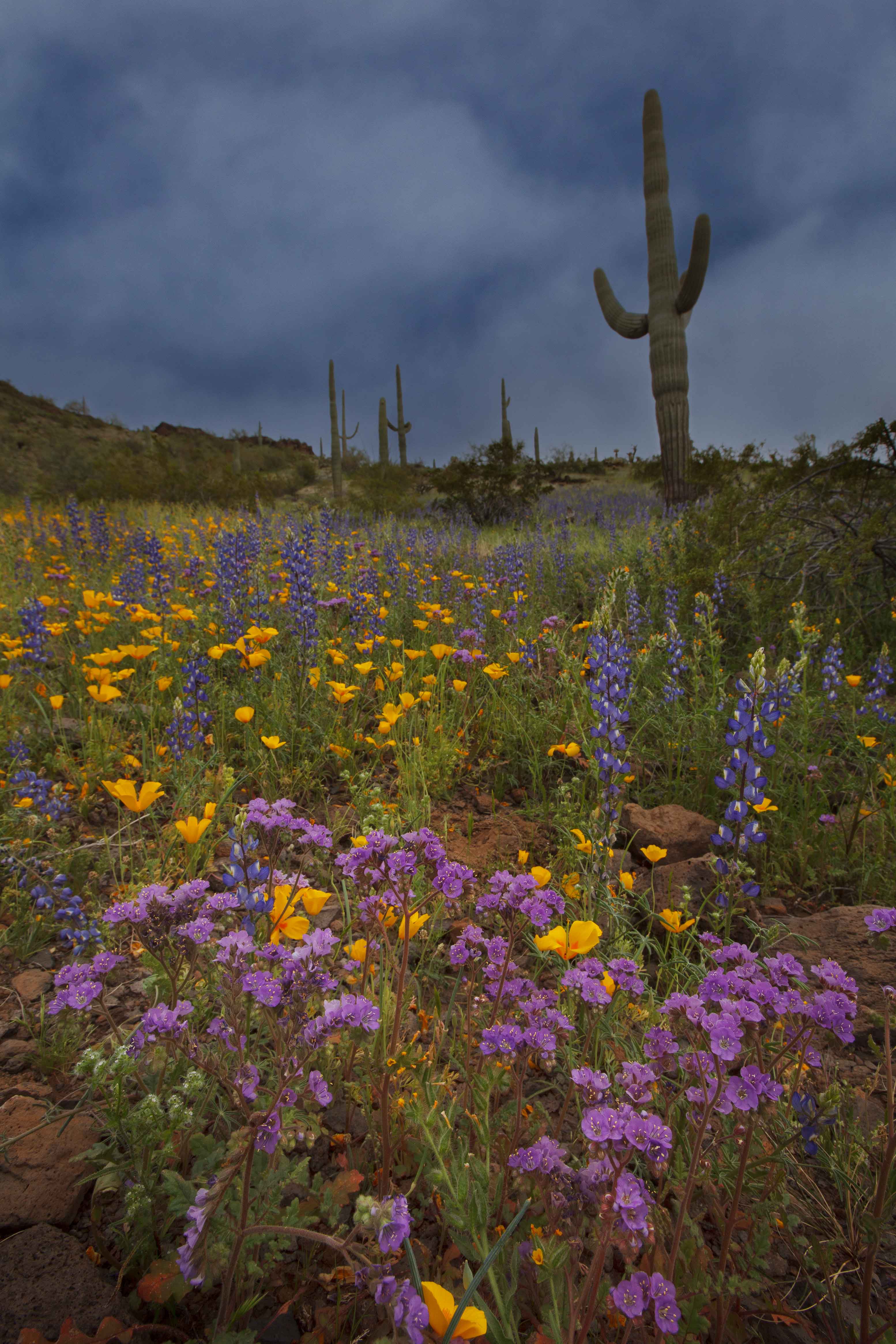 Wildflowers including Phacelia, Lupins and Mexican Goldpoppies in the Sand Tank Mts., Arizona.
