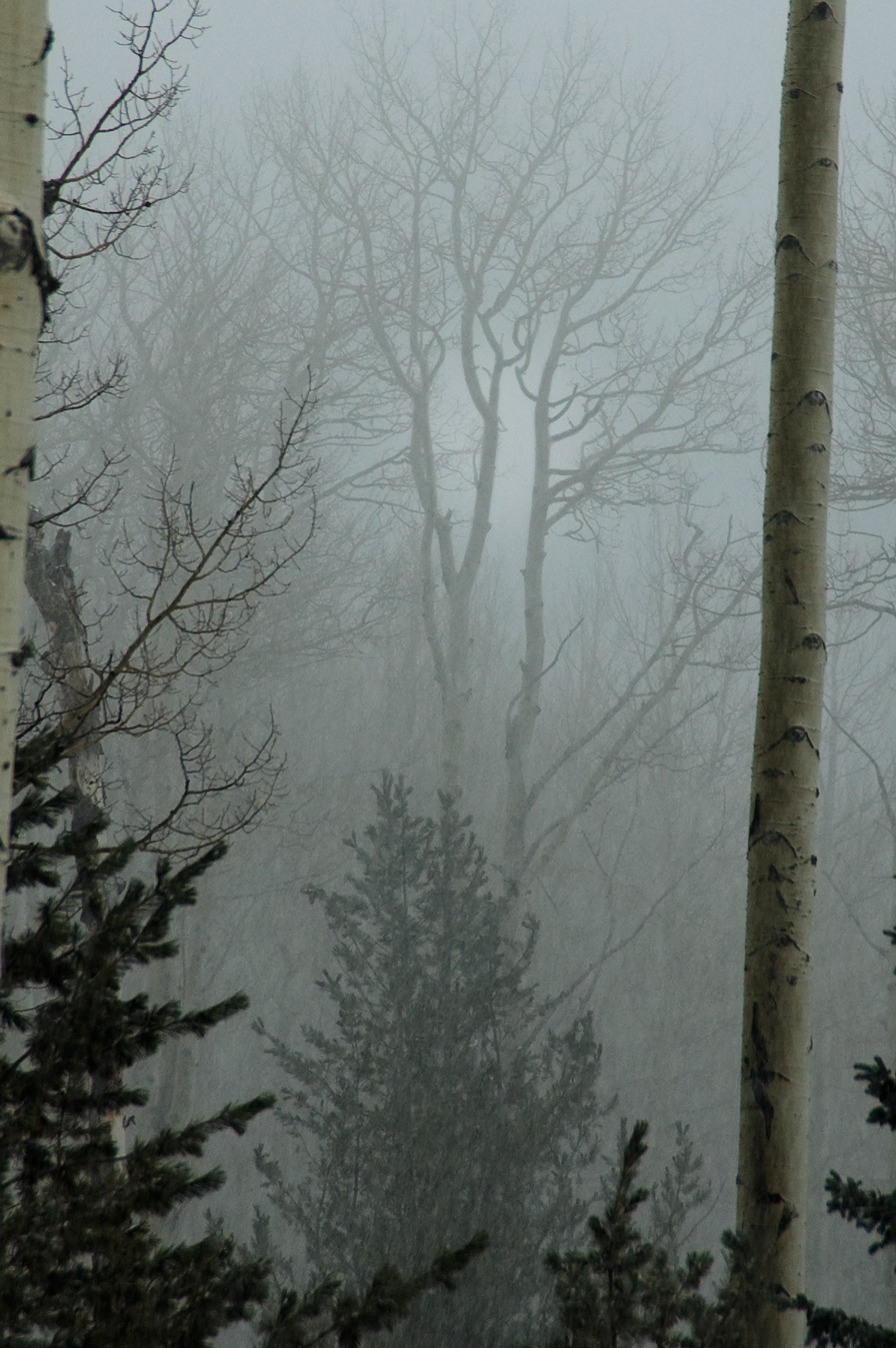 Falling snow creates the appearance of fog in San Francisco Peaks.