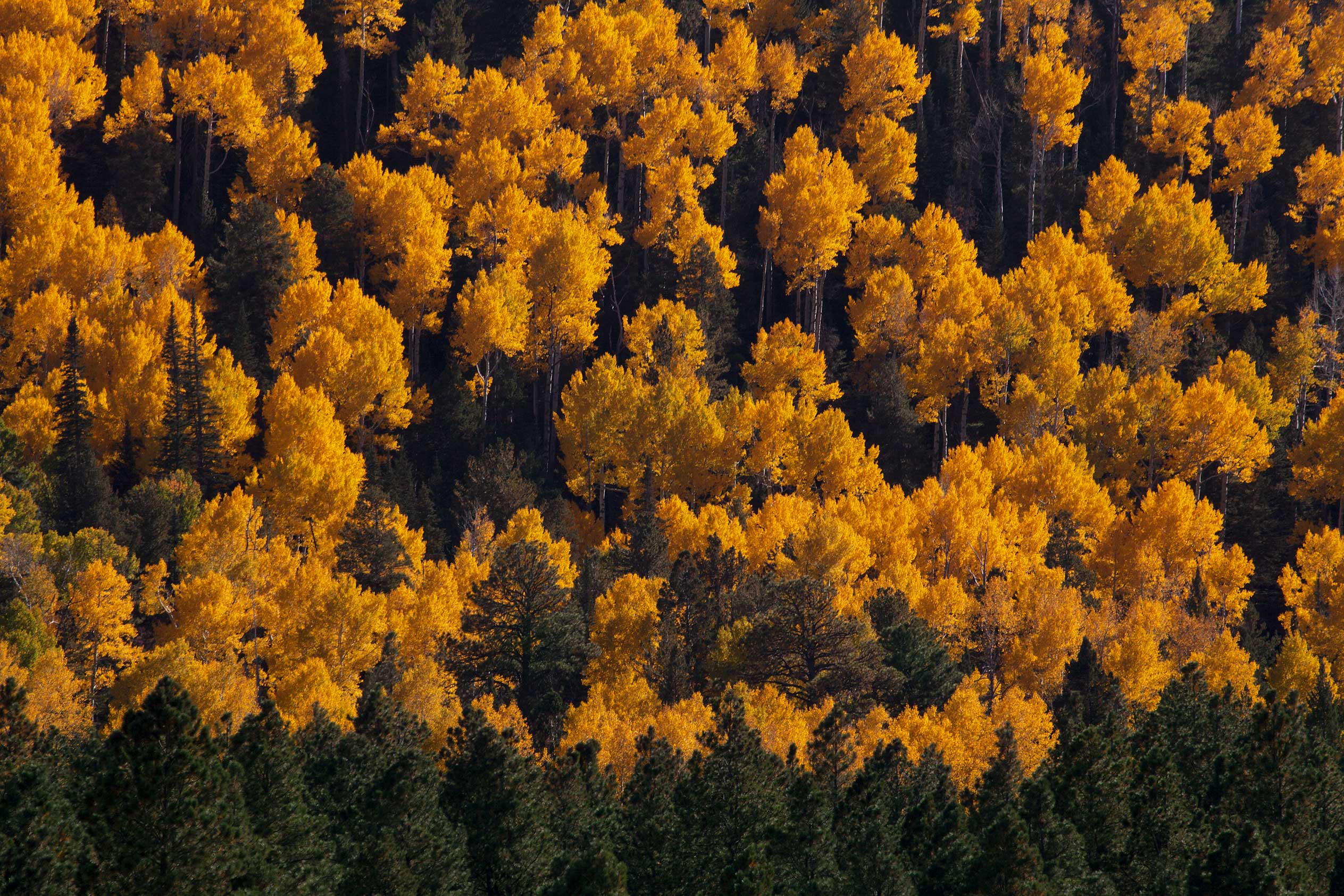 Aspen trees in autumn in the San Francisco Peaks of northern Arizona