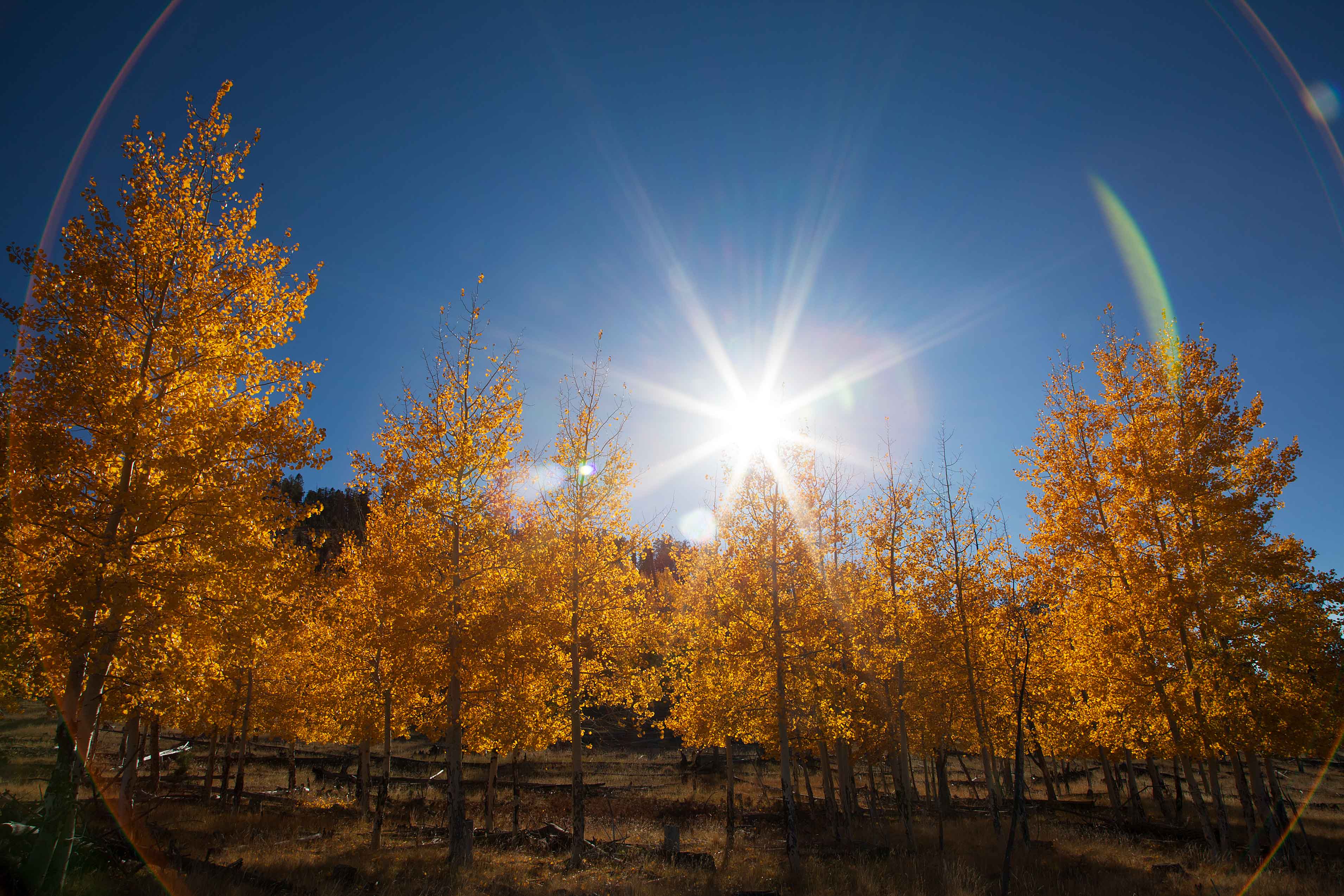 Autumn aspens with circular lens flairs (glare) in the San Francisco Peaks of northern Arizona