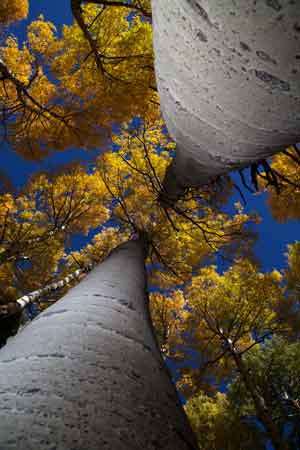 Aspen trees with fall colors in the San Francisco Peaks, Arizona