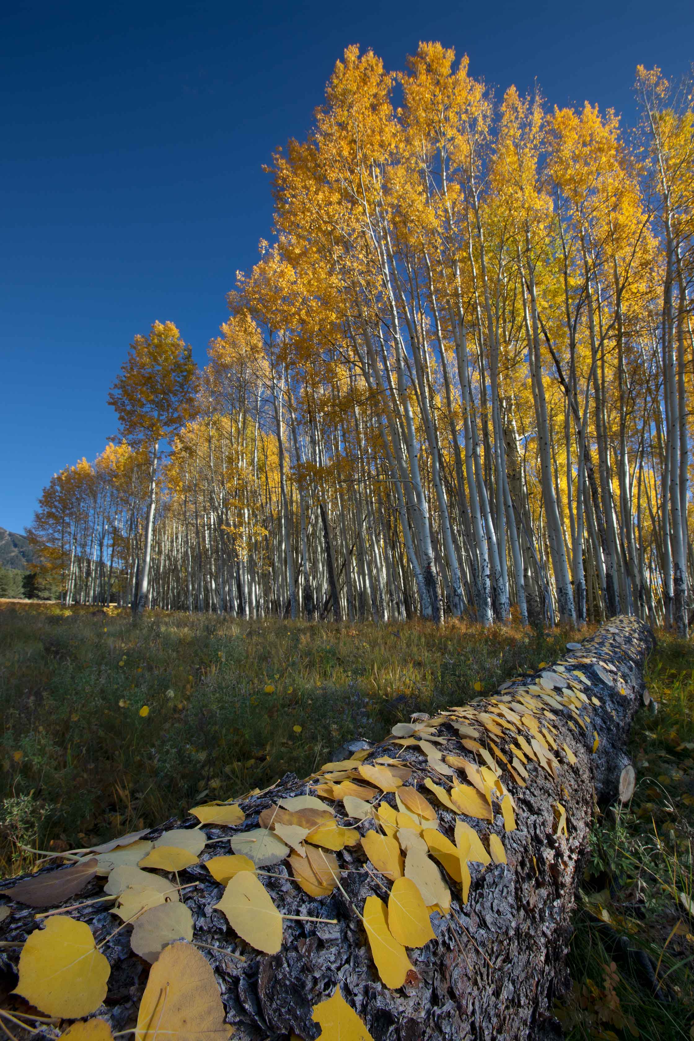 Aspen trees in autumn on the lower slopes of the San Francisco Peaks, northern Arizona
