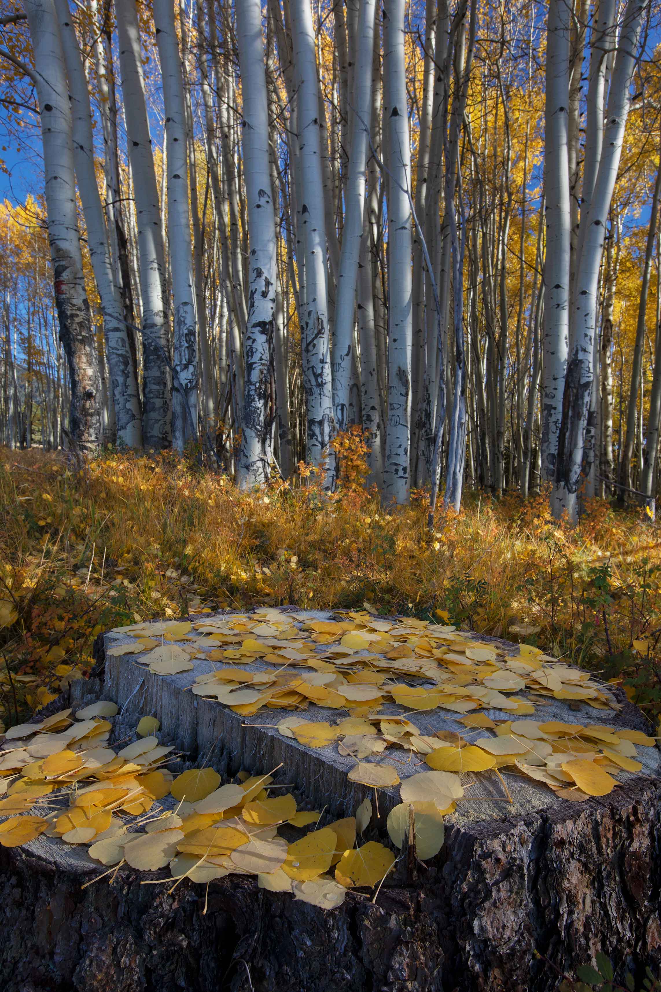 A pine stump covered in autumn aspen leaves in the San Francisco Peaks, northern Arizona