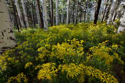 Aspen grove will wildflowers in northern Arizona