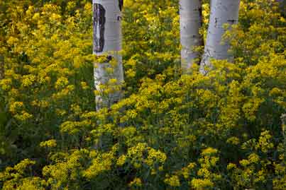 Aspen grove with yellow wildflowers in northern Arizona