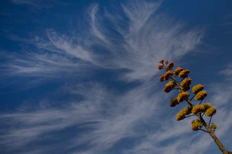 Blooming century plant near Schnebly Hill, Arizona.